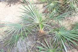 Image of Florida silver palm