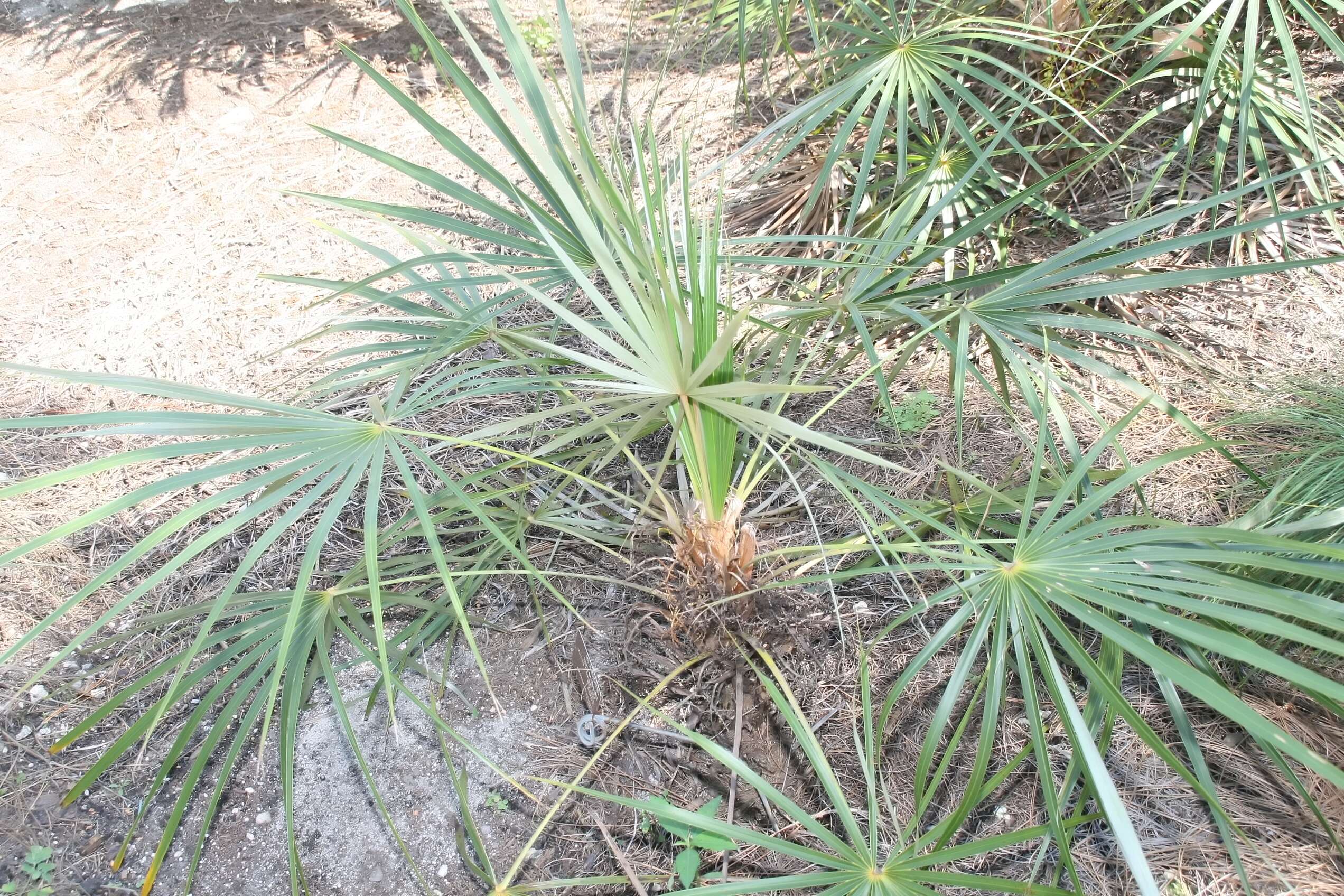 Image de Coccothrinax argentata (Jacq.) L. H. Bailey