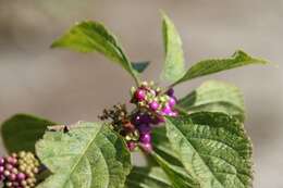 Image of American beautyberry