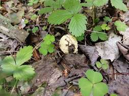 Image of Royal Fly Agaric