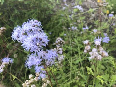 Image of Pinked Mistflower