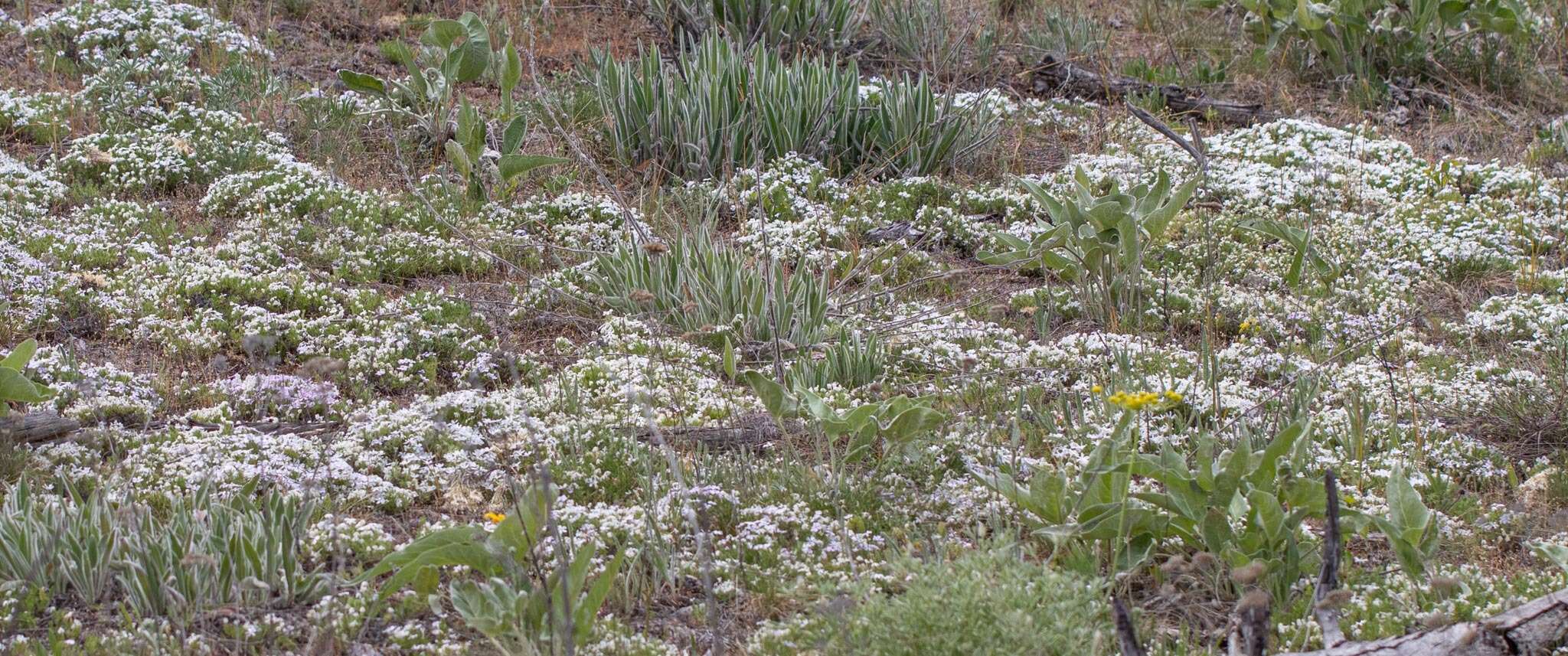 Image of Phlox caespitosa subsp. caespitosa