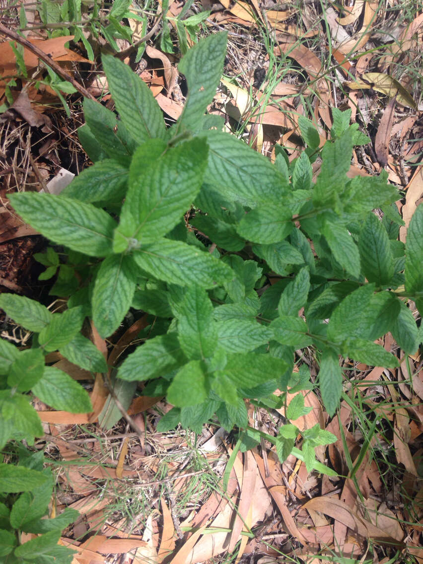 Image of Mentha spicata subsp. spicata