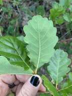 Image of Oregon white oak