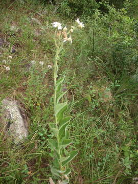 Image de Verbesina sordescens DC.