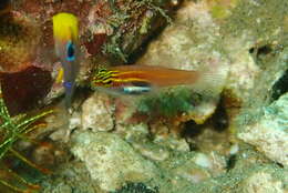 Image of Neon dwarfgoby