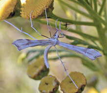 Gillmeria ochrodactyla (Denis & Schiffermüller 1775) resmi