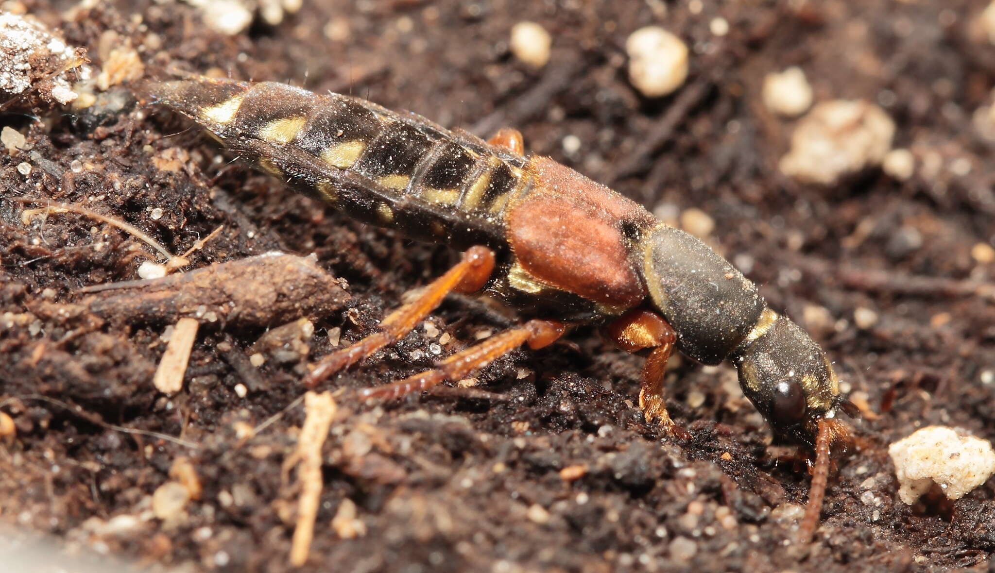 Image of Imperial rove beetle
