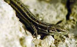 Image of Dwarf Lizard