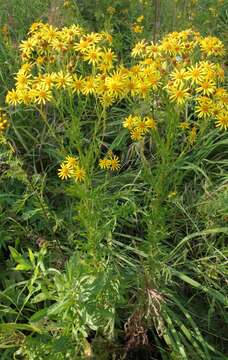 Image of hoary ragwort