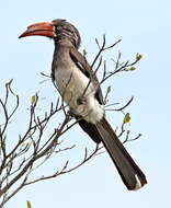 Image of Crowned Hornbill