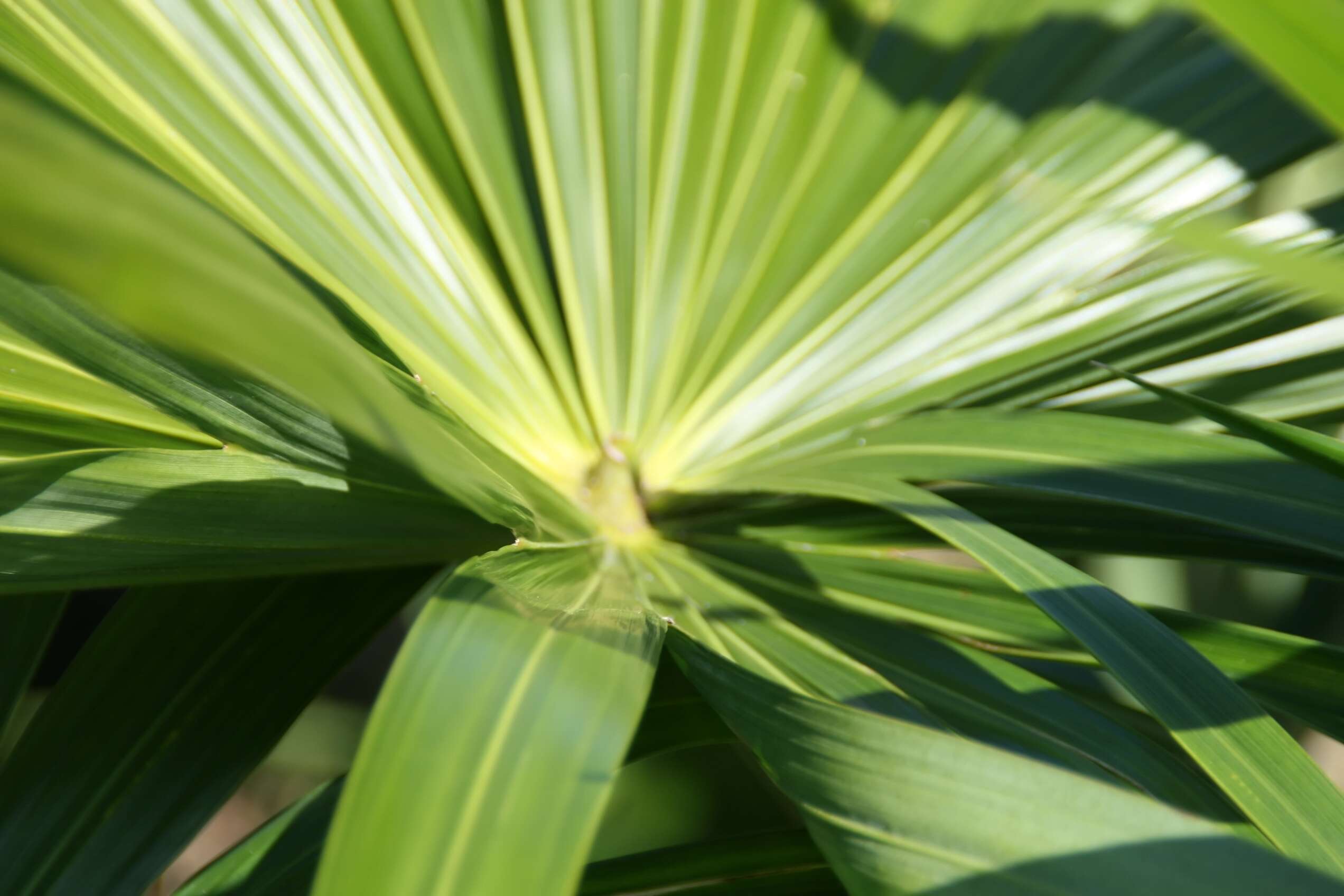 Image of Mountain Pimento