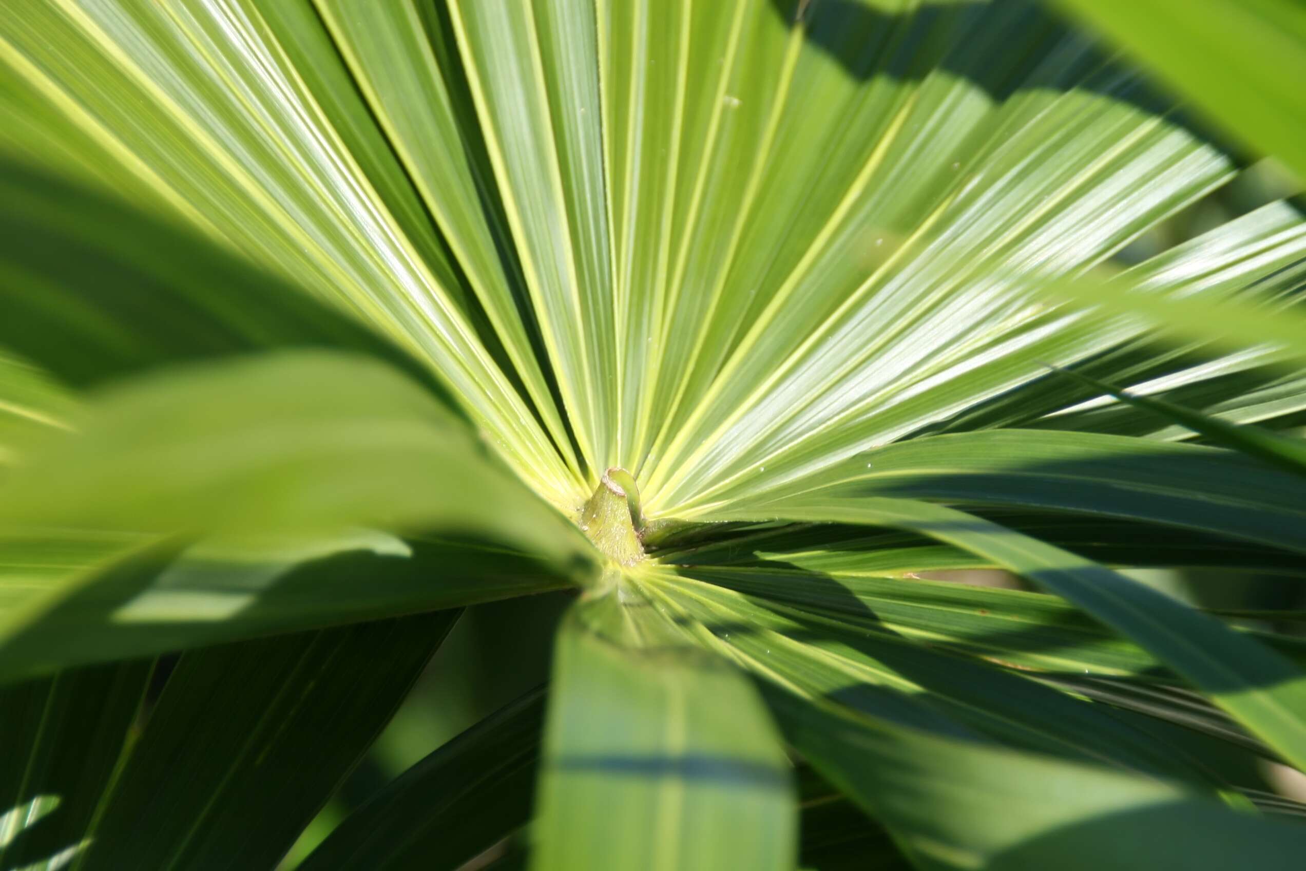 Image of Mountain Pimento