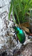 Sivun Calosoma (Calosoma) aurocinctum Chaudoir 1850 kuva