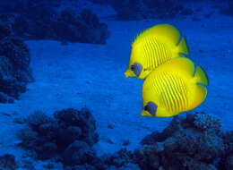 Image of Addis Butterflyfish