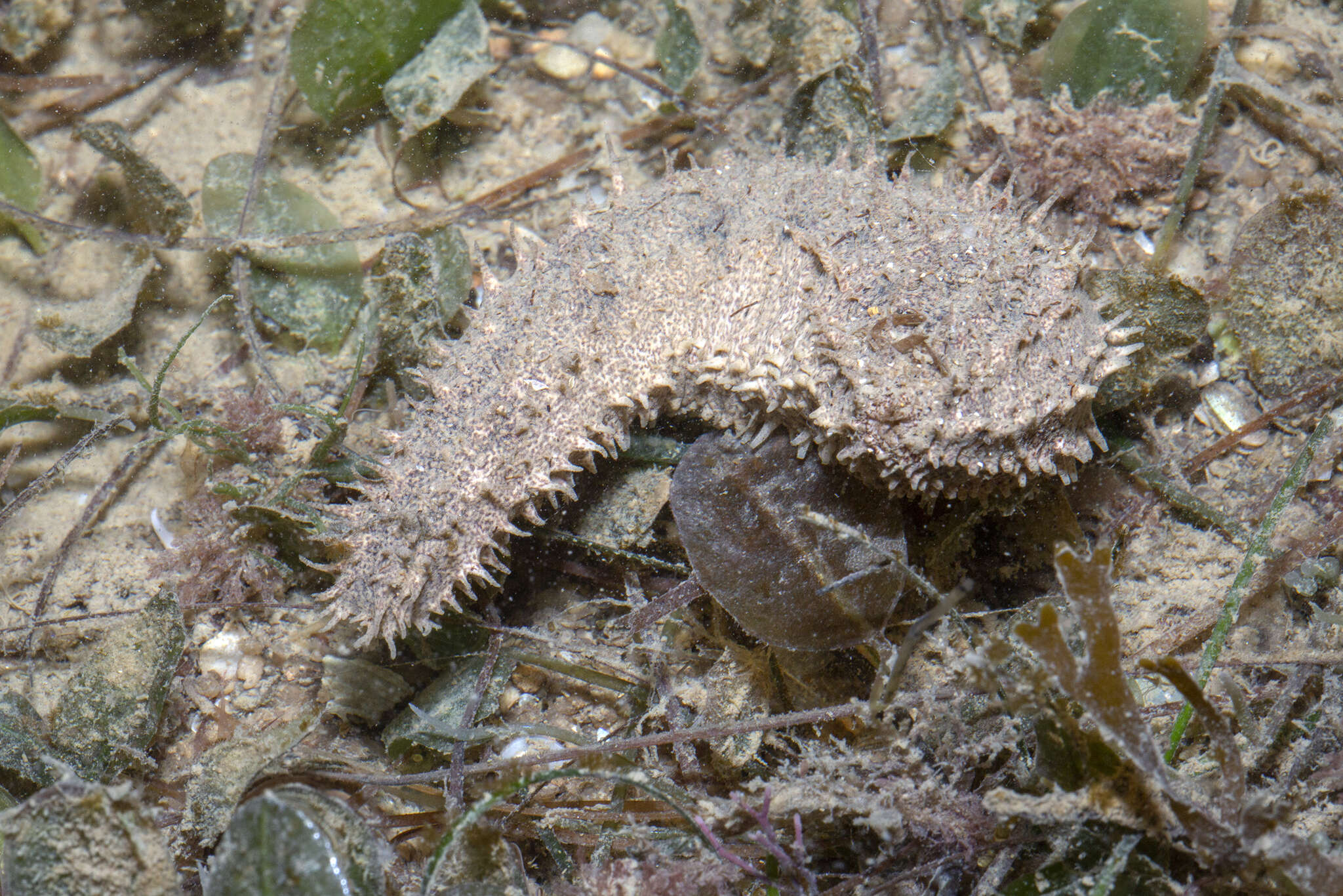 Image of Holothuria (Metriatyla) albiventer Semper 1868