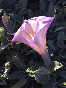 Imagem de Datura wrightii Hort. ex Regel