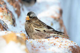 Image of Black Rosy Finch