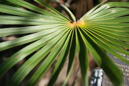 Image of Florida silver palm