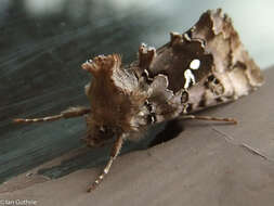 Image de Autographa corusca Strecker 1885