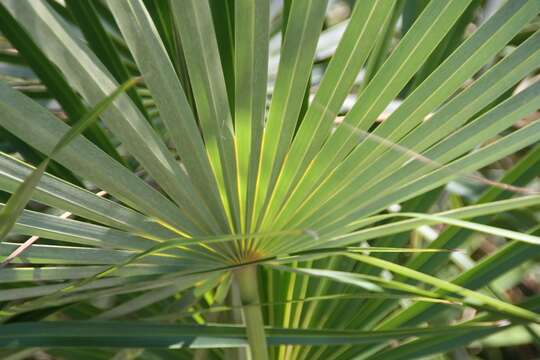 Image of Florida silver palm