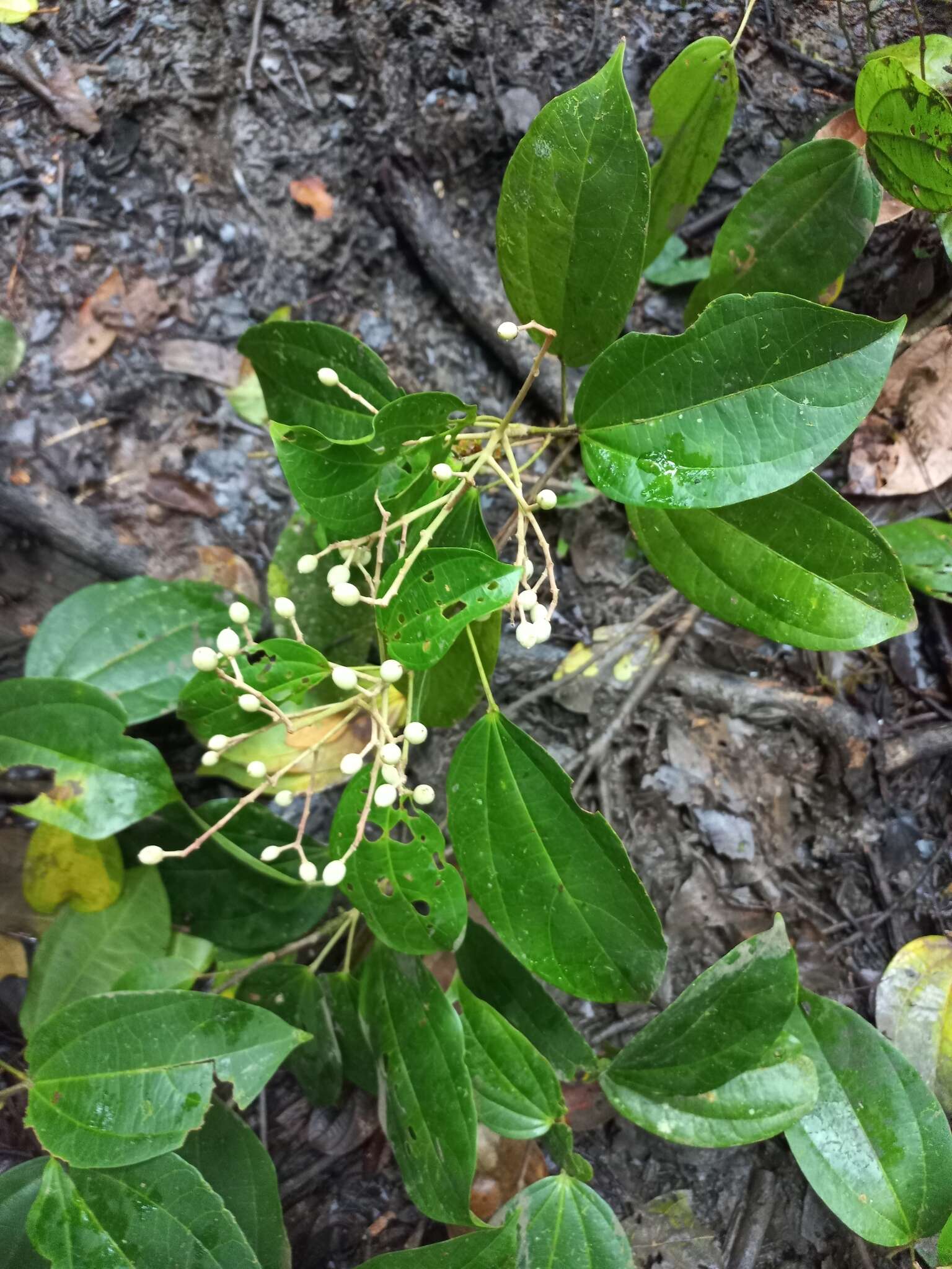 Pleuranthodendron的圖片