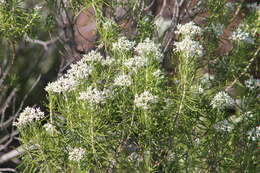 Cassinia laevis R. Br. resmi