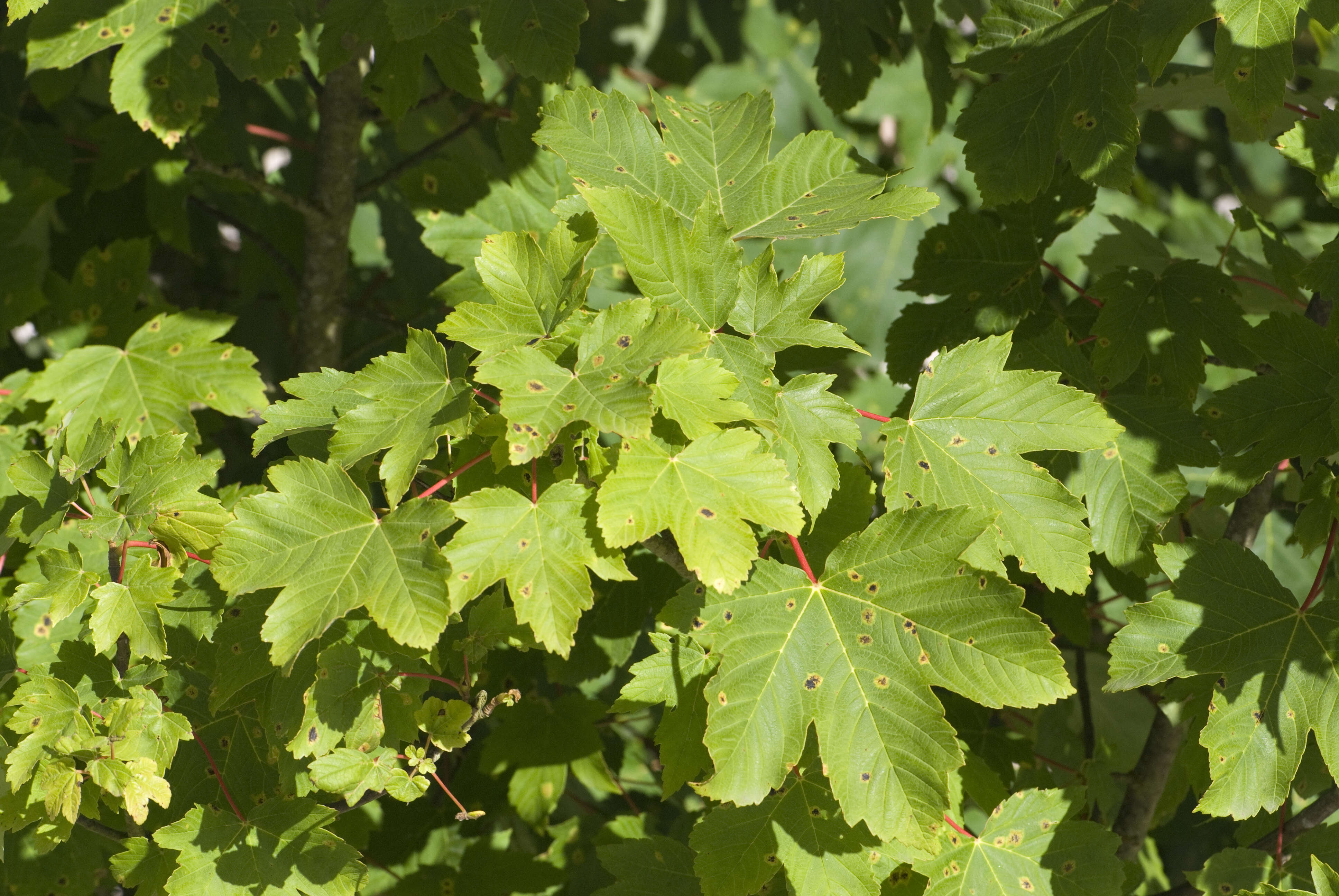 Imagem de Acer pseudoplatanus L.