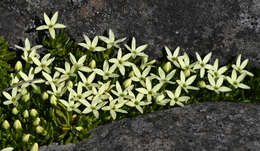 Image of Stackhousia pulvinaris F. Müll.