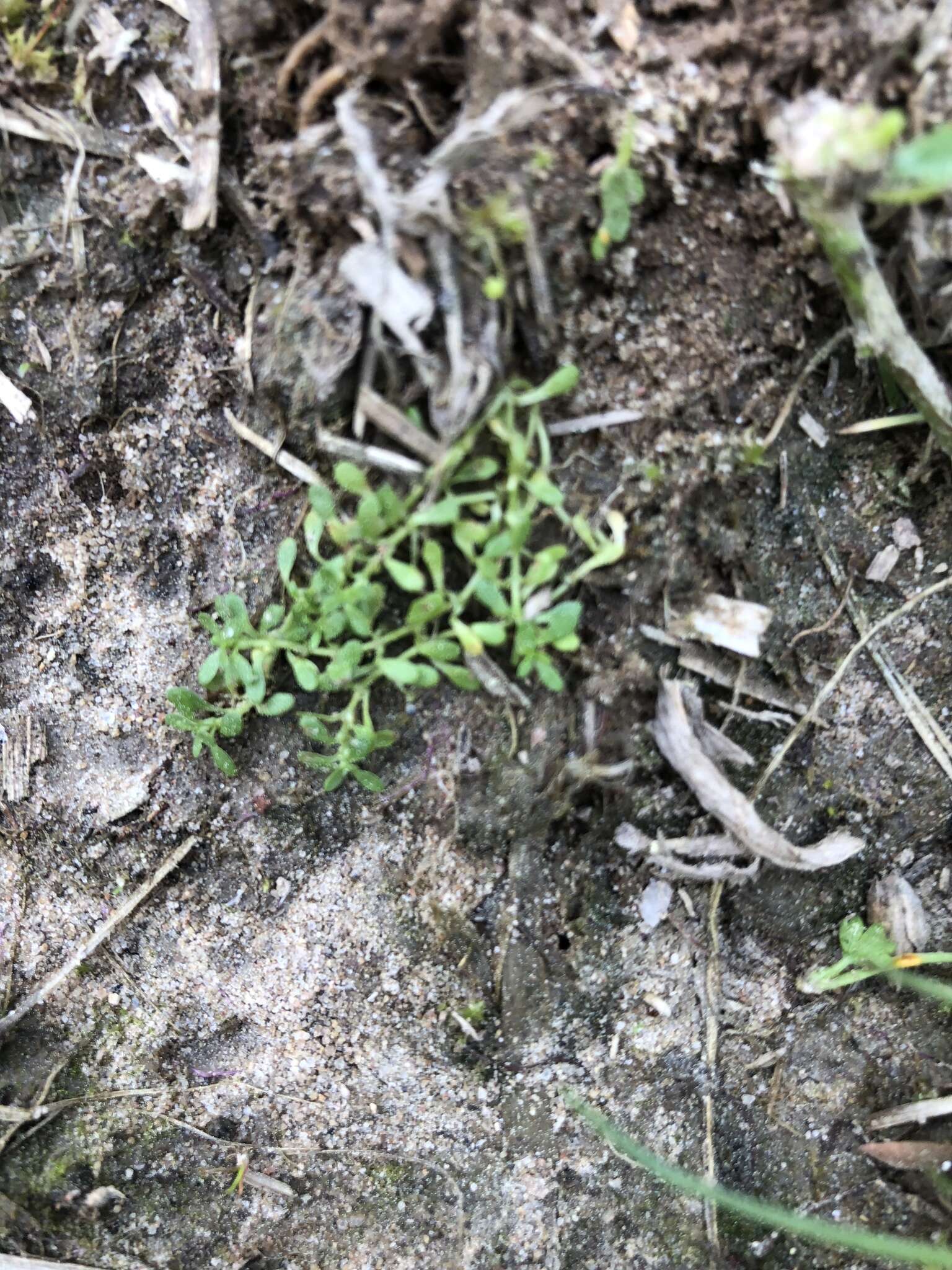 Image of Nuttall's Water-Starwort