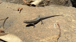 Image of Southern Forest Cool-skink