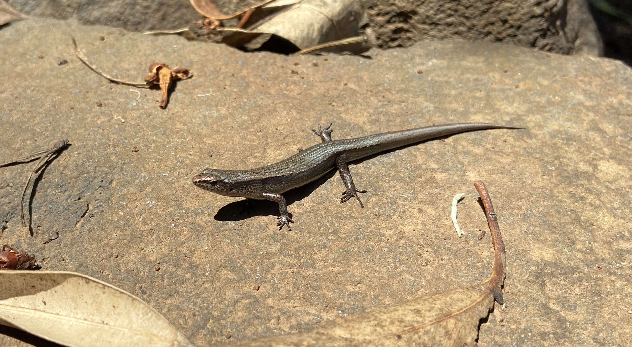 Image of Southern Forest Cool-skink