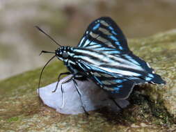 Plancia ëd Phocides perillus Mabille 1888