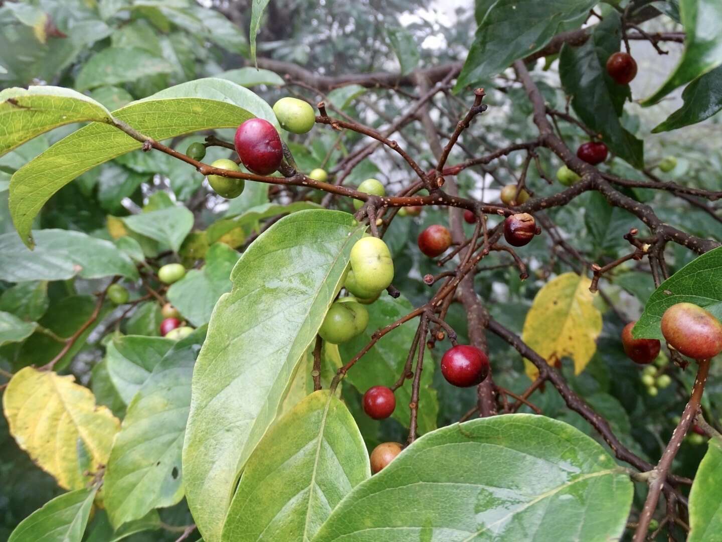 Image of Pygeum arboreum var. montanum (Hook. fil.)