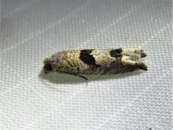 Image of Sunflower Bud Moth