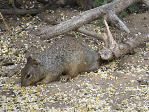 صورة Otospermophilus Brandt 1844