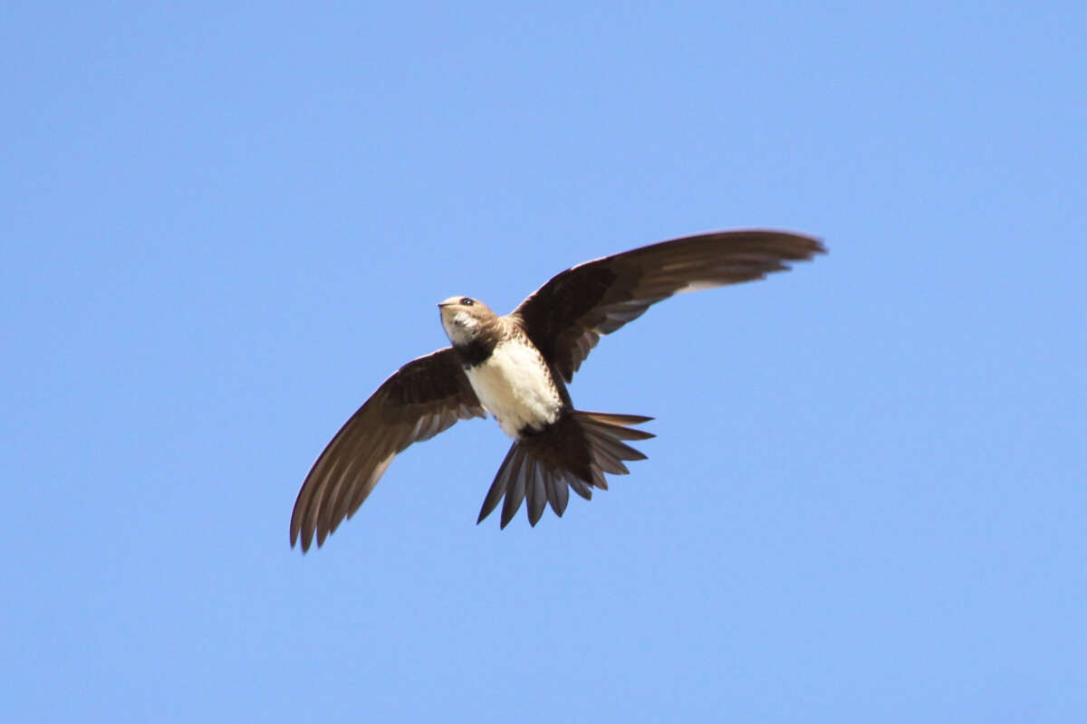 Image of Alpine swift