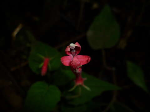 Image of Centropogon cordifolius Benth.