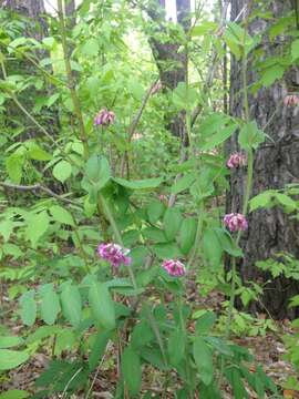 Image of Lathyrus pisiformis L.