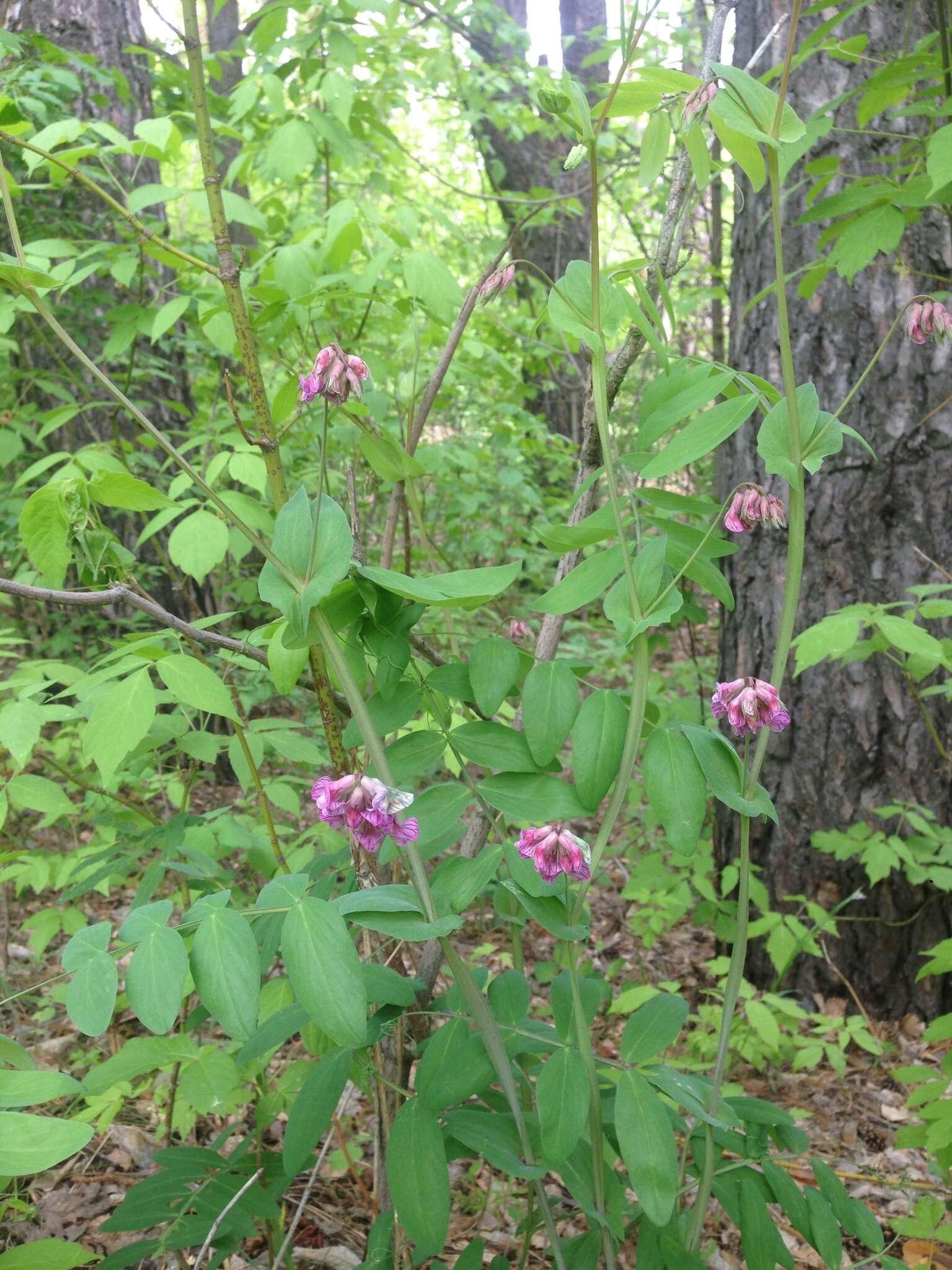 Image of Lathyrus pisiformis L.