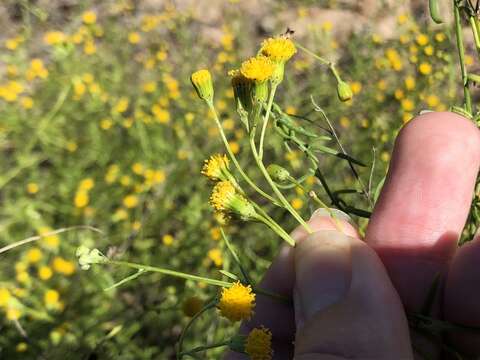 Image of Senecio angustifolius (Thunb.) Willd.