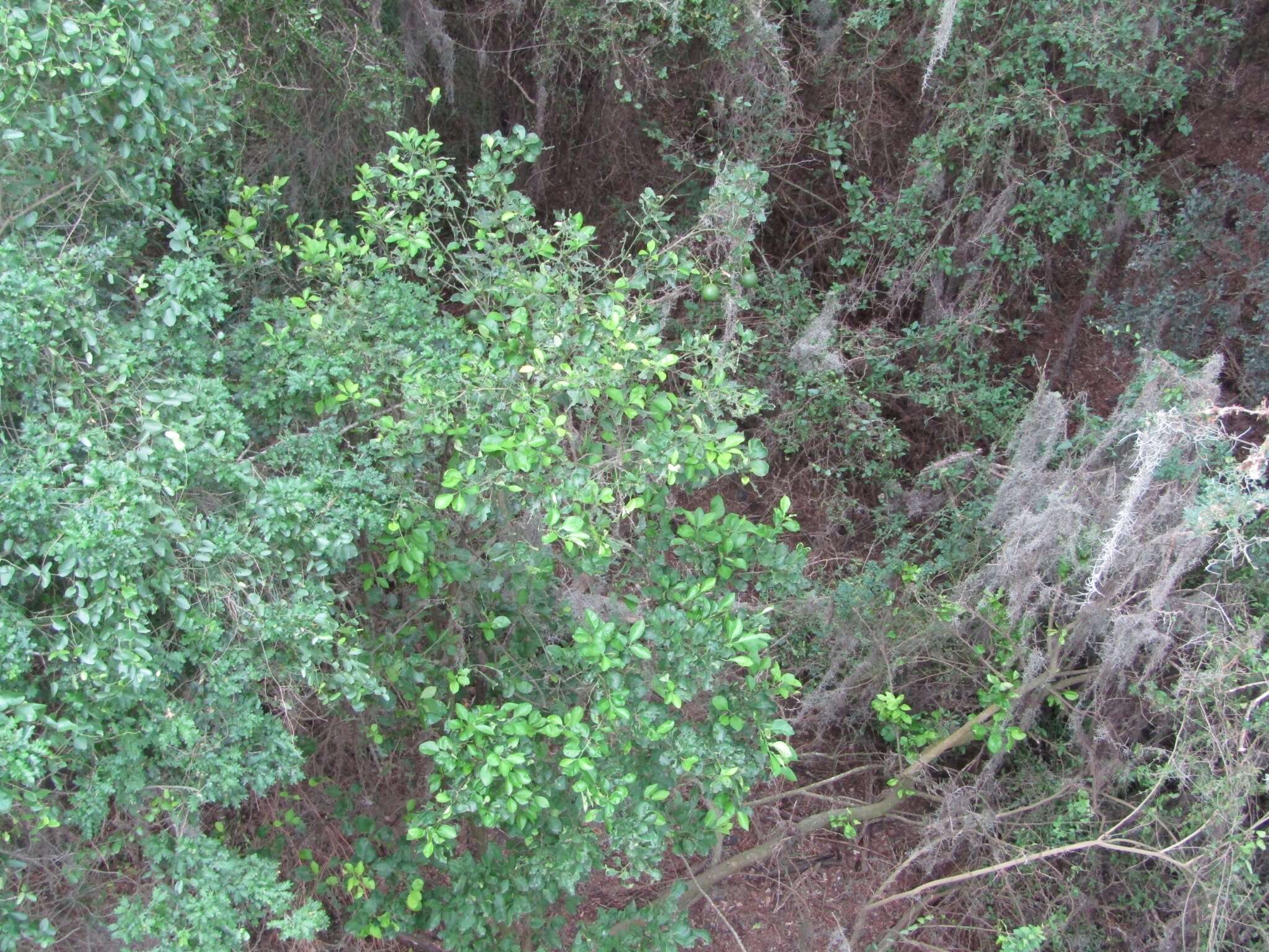 صورة Citrus latifolia (Tanaka ex Yu. Tanaka) Tanaka