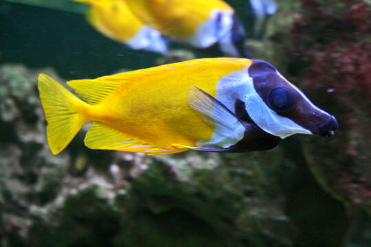 Image of Foxface rabbitfish