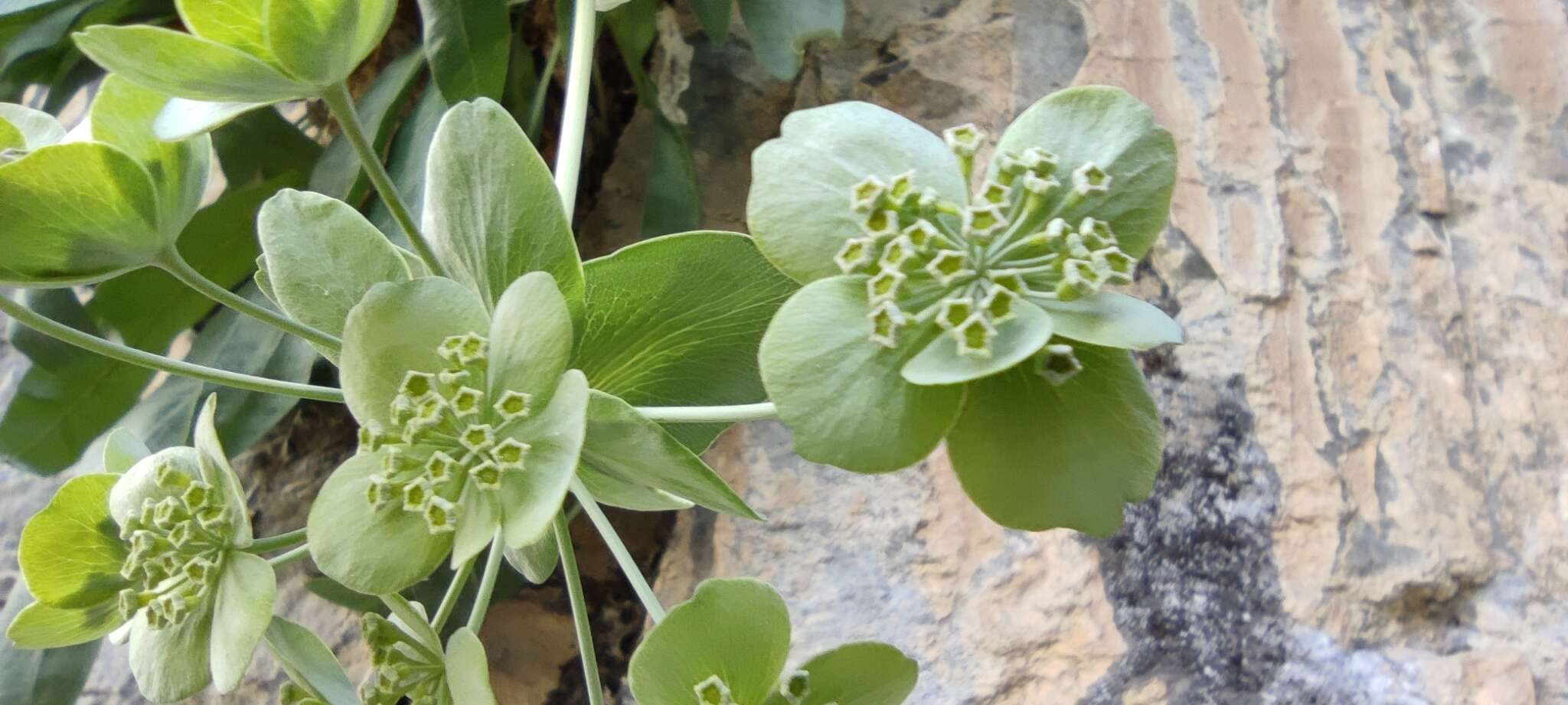 Bupleurum angulosum L. resmi