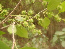 Слика од Alchornea alnifolia (Bojer ex Baill.) Pax & K. Hoffm.