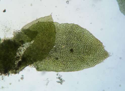 Image of Diplophyllum apiculatum (A. Evans) Steph.