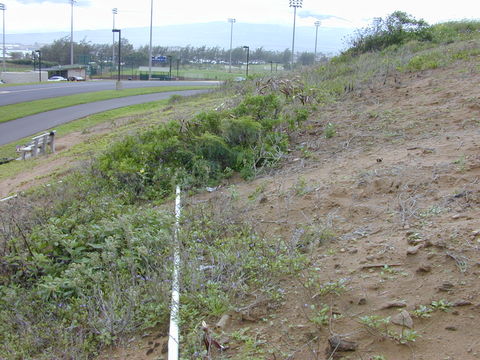 Image of white leadtree