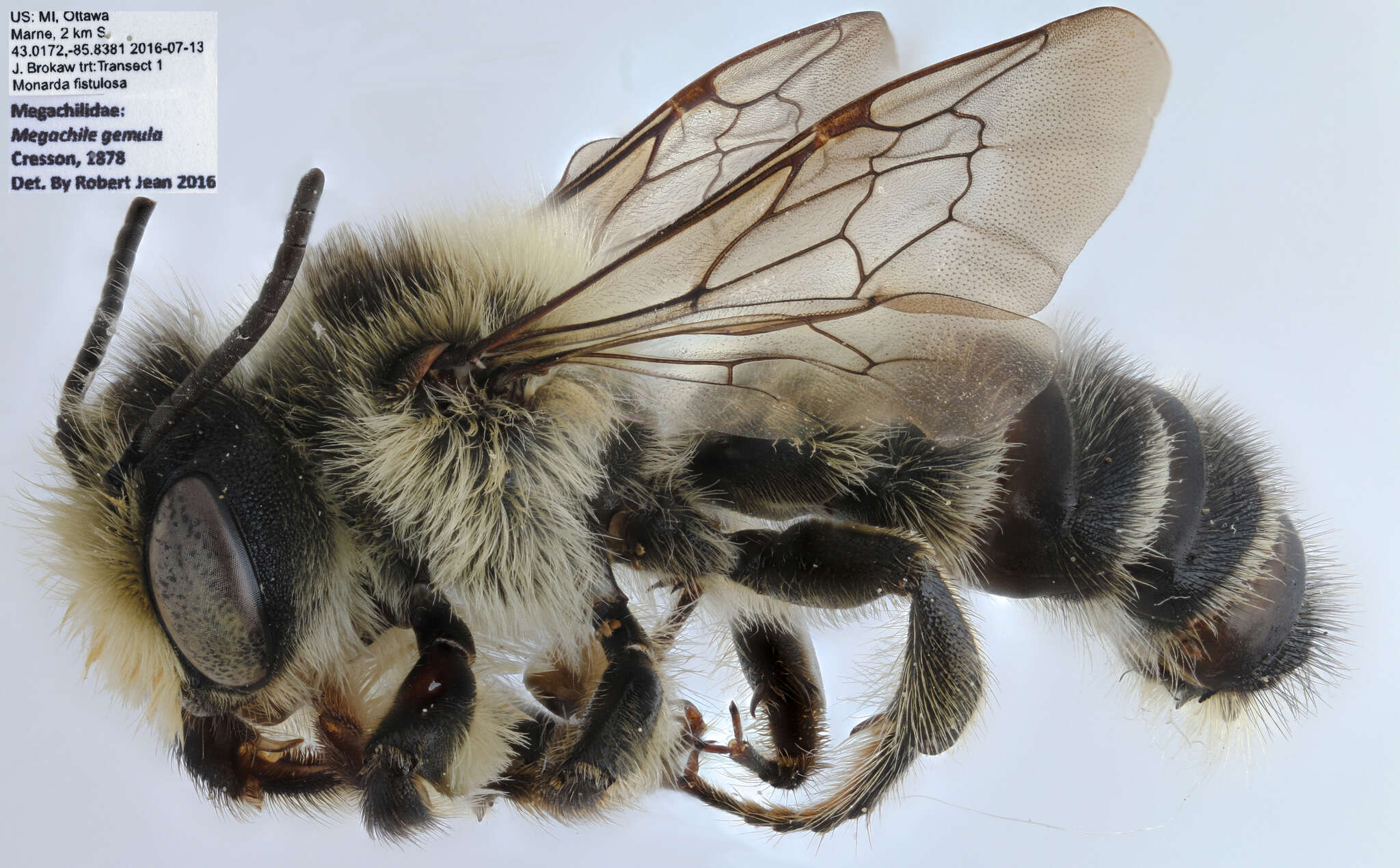 Image de Megachile gemula Cresson 1878