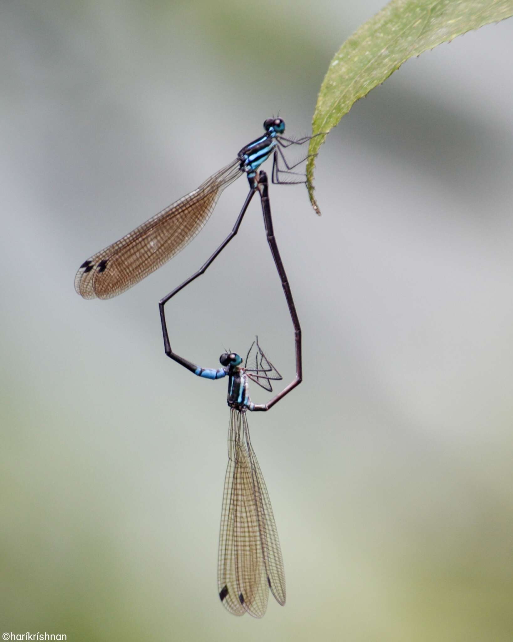 Image of Phylloneura westermanni (Hagen ex Selys 1860)