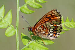 Image of Melitaea athalia